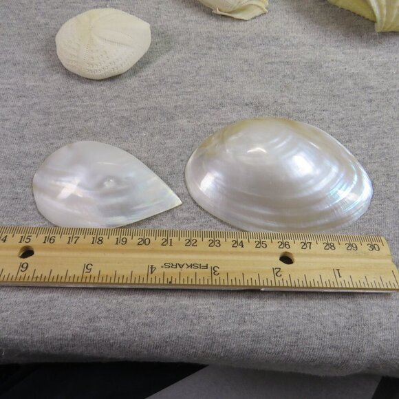 REAL White Sea Shells (8" Abalone Shell and variety of others) 2 pounds + - Picture 6 of 12